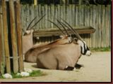 ct1-zoo-19.jpg